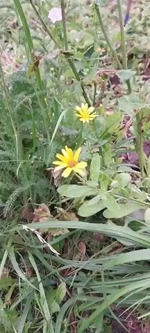 The video shows a close-up view of a natural outdoor environment with various plants and flowers. The focus shifts as the camera pans across the scene. Initially, two yellow flowers with daisy-like petals and dark centers are visible, surrounded by green foliage and grasses. The camera then moves to show feathery green leaves and stems of other plants, and further along, clusters of small white flowers. The ground appears to be covered with dry leaves and grass. The lighting suggests it is daytime, likely overcast or shaded, as there are no harsh shadows. The overall scene depicts a patch of wild or overgrown garden.