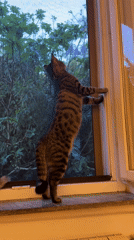 Two tabby cats watch purple flowering tree from Milan windowsill