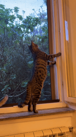 Two tabby cats watch purple flowering tree from Milan windowsill