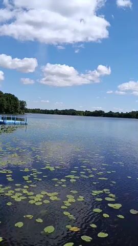 The video shows a wide shot of a serene lake on a clear, sunny day with fluffy white clouds in a bright blue sky. The lake surface is dark, with numerous lily pads floating on top. In the background, a dense forest lines the opposite shore. To the left, a blue floating dock extends from the shore into the water. A person is visible on the dock, walking towards a small, tree-covered island in the distance. The camera appears to be positioned from a low angle, possibly from a boat or the edge of the water. The video captures the tranquility of a summer day at the lake.