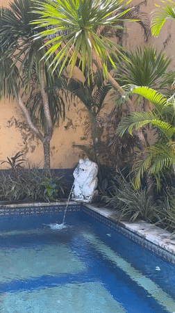 Lazy morning in Bali: cat in bed, poolside lion statue