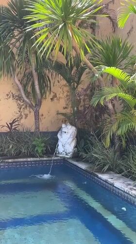 Lazy morning in Bali: cat in bed, poolside lion statue
