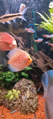 Tropical aquarium with discus fish observed in Israel