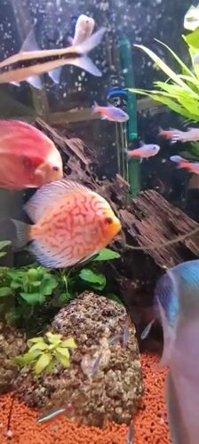 Tropical aquarium with discus fish observed in Israel
