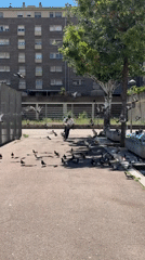 Scooter rider navigates pigeon-filled public space in Badalona