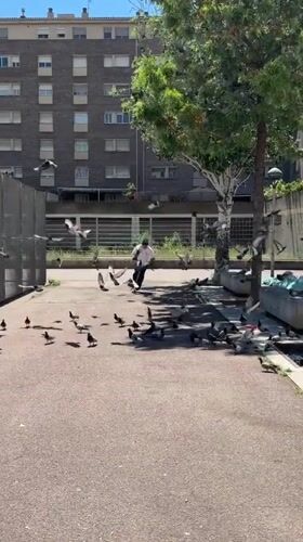 Scooter rider navigates pigeon-filled public space in Badalona
