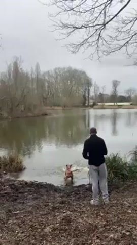 The video shows a man and a dog at the edge of a pond. The man is wearing a black jacket and light gray sweatpants, and the dog is a brown color. The man is standing on a muddy bank, and the dog is in the water, retrieving a stick. The pond is surrounded by trees, and the sky is overcast. The man appears to be encouraging the dog as it swims.