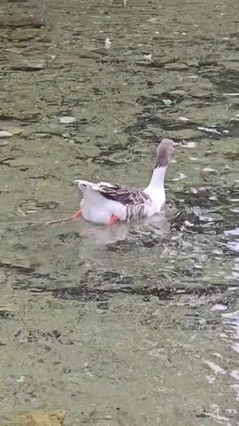 A goose is swimming in shallow, murky water. The goose is white with gray and brown markings on its wings and neck. Its legs are visible paddling beneath the surface. The water is clear enough to see the rocky bottom. The scene appears to be outdoors in a natural setting.