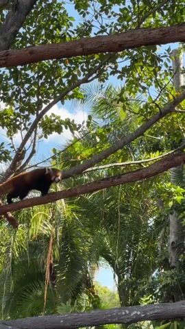 A red panda walks on a tree branch, surrounded by lush green foliage and a bright blue sky with white clouds. The red panda has reddish-brown fur, a long bushy tail, and a white face with dark markings around its eyes. It moves carefully along the branch, looking downwards. The branches are thick and brown, with many green leaves. The background is filled with more green leaves from various trees and palm fronds. The lighting suggests it is daytime.