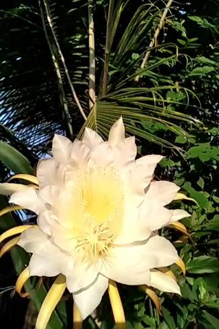 The video shows a large, white and yellow dragon fruit flower in full bloom, with a palm tree and other green foliage in the background. The camera focuses close-up on the flower's intricate details, highlighting the long, delicate stamens in the center. The background is slightly blurred, emphasizing the flower.