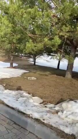 The video begins with a view of a snow-covered grassy area, lined with pine trees. The ground has patches of exposed brown grass where the snow has melted, and a paved walkway is visible at the bottom of the frame. The camera pans slightly upwards to show the snow and trees, then quickly shifts to a selfie view of a young man wearing a black jacket and beanie. The sky is visible in the background.