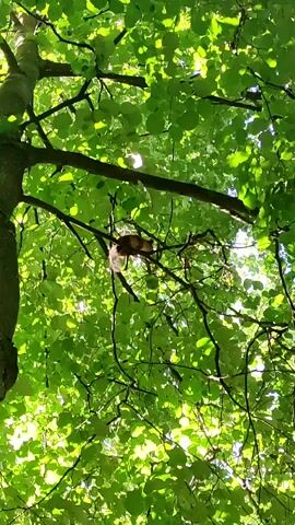 This is a vertical, shaky video shot looking up into the canopy of a large tree on a sunny day. The leaves are a vibrant green, suggesting it is spring or summer. Sunlight filters through the leaves, creating a dappled effect. The camera pans and jitters, but the main subject is a small, furry animal, likely a squirrel or a marten, clinging to a branch. The animal has reddish-brown fur and appears to be moving, possibly eating or gathering something. The background is a blur of green leaves and bright sky. The overall impression is of a brief, candid glimpse of wildlife in a natural, wooded environment. There is no visible text in the video. The location context of Ramenskoye, Russia, places this in a temperate climate during the warmer months.