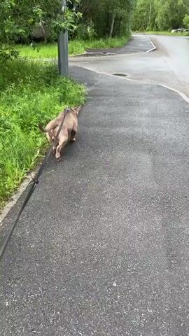 The video shows a dog on a leash walking on a paved path. The dog is medium-sized and light brown. It is walking away from the camera, to the right. The leash is black and extends out of frame to the left, presumably held by a person. The path appears to be next to a grassy area with some trees and a building in the background. The sky is overcast. The time stamps indicate a duration of approximately 4 seconds.