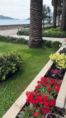 Morning view of flowerbeds at Bečići waterfront park