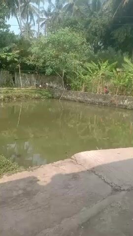 A short video depicts an outdoor scene with a pond in the foreground and lush greenery in the background. Several people are visible near the edge of the pond, some appearing to be fishing. The water is a murky green, reflecting the surrounding foliage and sky. The area around the pond is well-vegetated with trees and plants, including what appear to be banana trees. The ground in the foreground is a paved surface. The overall impression is a tranquil, rural setting.