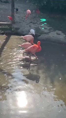 A flock of flamingos are in and around a shallow body of water. The flamingos are pink and white. The water is murky and reflects the sunlight. Some of the flamingos are wading in the water, while others are standing on the muddy bank. The background is green foliage.