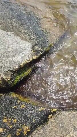 The video shows a close-up view of water lapping against rocks. The water is clear enough to see the rocky bottom, which is covered in algae. The sun is shining, creating a sparkling effect on the water's surface. The scene appears to be a shoreline or a shallow body of water. There are no people or animals visible in the video. The focus is on the natural elements of water and rock.