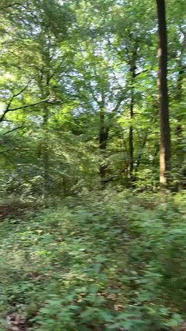 The video shows a path through a lush forest. The camera moves along a dirt path, surrounded by tall, green trees. Sunlight filters through the leaves, creating a bright and airy atmosphere. The path is narrow and appears well-worn. There are glimpses of people walking further down the path. The forest floor is covered in greenery and fallen leaves. The overall impression is of a peaceful walk through a natural environment.