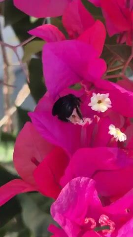 A close-up shot shows a large black bee with some iridescent blue on its abdomen feeding on small white flowers nestled within the vibrant pink bracts of a bougainvillea plant. The bee is positioned in the center of the frame, its head down amongst the flowers as it collects nectar. The bougainvillea bracts are in sharp focus, their velvety texture and intense color creating a striking contrast with the delicate white blossoms and the dark insect. The background is softly blurred, suggesting a natural outdoor setting bathed in sunlight.