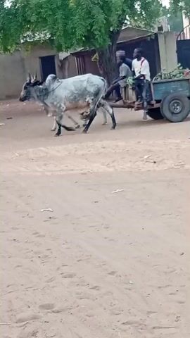 Two oxen, one predominantly white with grey and black markings and the other light grey, are harnessed together and pulling a two-wheeled wooden cart along a sandy or dirt road. Two men are riding in the cart; one sits on the front edge near the oxen, while the other sits further back. The cart appears to be loaded with green foliage. The scene takes place during the daytime in what appears to be a rural or semi-urban setting, possibly a village or small town in Shuwarin, Nigeria. Buildings with simple architecture and scattered trees are visible in the background. The ground is dry and dusty. There is no visible text.