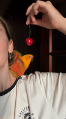 Sun conure eyes a cherry dangled within reach