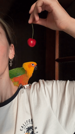 Sun conure eyes a cherry dangled within reach
