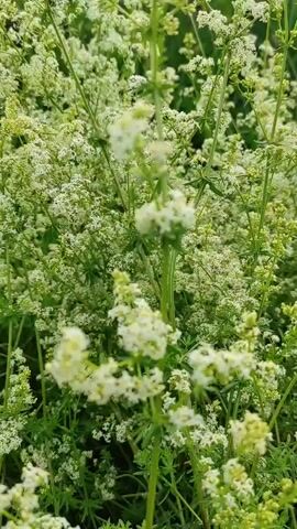 A close-up video shows a patch of delicate white flowers with green foliage. The flowers are small and clustered together, growing on thin stems that appear to be intertwined. The background consists of blurred green leaves, possibly from other plants or trees, suggesting an outdoor natural setting. The lighting is soft and diffused, creating a gentle and natural atmosphere. The camera focuses on the texture and detail of the flowers and leaves, with slight movements and shifts in focus adding a dynamic quality to the shot.