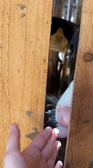 Spring farm life documented in rural Russian village