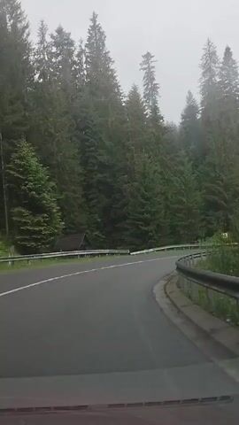 The video shows a view from a vehicle driving on a winding, paved road through a dense coniferous forest. The road has a white dividing line and a metal guardrail along the right side. Several yellow road signs with black arrows indicating a curve to the right are visible along the guardrail. The forest consists of tall, dark green evergreen trees that line both sides of the road, with the forest floor obscured by their density. In the background, the sky is overcast and hazy, suggesting a cloudy or foggy day. There is a small, dark-colored wooden structure with a sloped roof visible on the left side of the road, nestled amongst the trees. The overall impression is a scenic drive through a remote, mountainous forest, likely in the morning or late afternoon given the subdued light. There are no people or animals visible in the frame. The setting is consistent with a mountain road in Ukraine, specifically Lazeshchyna, known for its forested landscapes and winding routes.