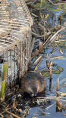 Muskrat spotted feeding in Kazan wetlands