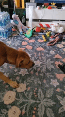 Dog naps, 3D prints, and novelty lamps fill a home afternoon