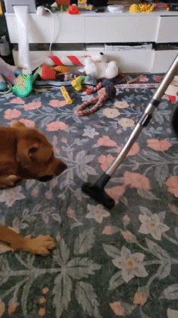 Dog naps, 3D prints, and novelty lamps fill a home afternoon