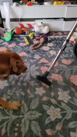 A brown dog is on a rug with a floral pattern. There are many toys scattered on the rug, including a stuffed unicorn, a stuffed bear, and rope toys. A vacuum cleaner is also on the rug, and the dog appears to be sniffing it. In the background, there is a white entertainment center with a television and various items on it, including what appear to be boxes and figurines.