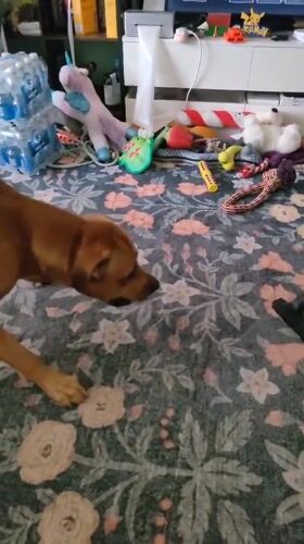 Dog naps, 3D prints, and novelty lamps fill a home afternoon