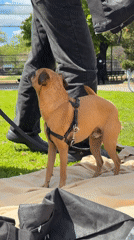 Dog with harness wags tail on blanket in New York