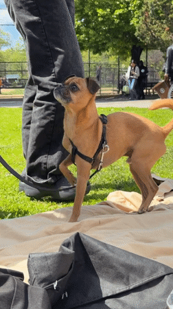 Dog with harness wags tail on blanket in New York