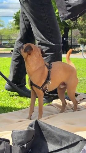 Dog with harness wags tail on blanket in New York