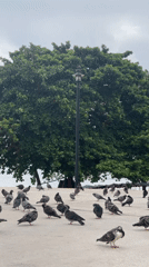 Pigeons gather on waterfront platform in Pattaya, Thailand