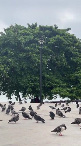 Pigeons gather on waterfront platform in Pattaya, Thailand