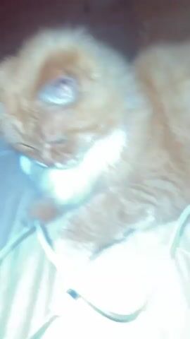 A close-up shot of an orange cat with white fur on its chest and paws lies on a light-colored textured surface. The cat is looking down and playing with a white cord, possibly earbuds or a charging cable. The cord is draped across the surface and partially under the cat. The cat uses its paws to manipulate the cord, bringing it closer to its mouth. The background is dark and out of focus.