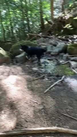 A black and white dog wearing a harness walks through a shallow stream in a wooded area. The dog pauses and dips its head into the water. The stream bed is rocky and appears to be covered in mud and leaves. Sunlight filters through the trees, creating dappled patterns on the water and ground.