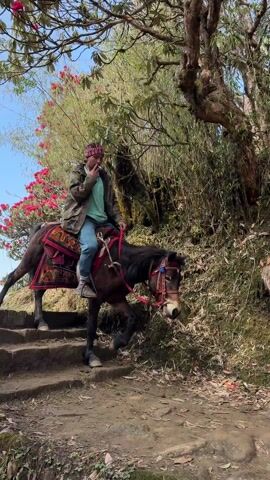 The video shows a man riding a horse on a trail in a wooded area. The man wears a camo jacket, blue pants, and a patterned hat. The horse is adorned with a colorful saddle blanket and tack. The trail is dirt and stone, leading uphill. The surrounding environment is dense with trees and flowering bushes. The camera follows the man and horse as they move along the trail.
