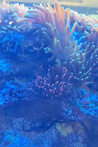 A close-up, upward-angled video shows a vibrant underwater scene dominated by a variety of anemones attached to a rocky surface. The anemones feature long, thin tentacles in varying shades of pink, orange, and green. Some tentacles are tinged with yellow. The rock surface beneath the anemones is a deep blue, appearing porous and textured. The overall lighting suggests a marine aquarium environment, with the blue hue indicating specialized lighting often used for corals and anemones. There is a darker, elongated object partially visible beneath the anemones on the rock, its nature unclear. The camera is still, offering a static view of this dynamic aquatic life.