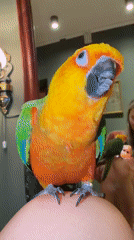 Sun Conure parrot hangs out in Khimki home and garden