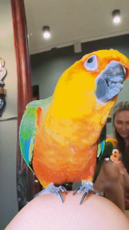 Sun Conure parrot hangs out in Khimki home and garden
