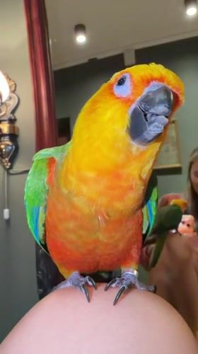 Sun Conure parrot hangs out in Khimki home and garden