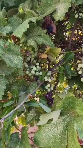 The video shows a close-up of a grapevine with unripe grapes and leaves. The grapes are small and green, with some appearing to be starting to turn purple. The leaves are large and lobed, with some showing signs of damage or disease, such as brown spots or holes. The overall impression is that of a healthy grapevine in the early stages of fruit development, but with some signs of stress or pest infestation. The lighting is natural, suggesting the video was filmed outdoors during the day.