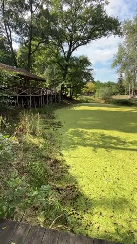 A drone shot pans over a green pond covered in duckweed, surrounded by trees and a wooden boardwalk. The pond is in a park or natural setting.