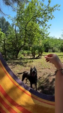 A person in a hammock holds a stick out to a black dog in a grassy yard with trees and bushes. The dog jumps and catches the stick in its mouth. The person is wearing a bracelet on their wrist.