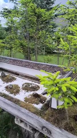 A video recording pans over a miniature Japanese garden setting. The garden is comprised of a weathered wooden structure with a shingled roof, designed to resemble a traditional house or temple. Within the structure, a small zen garden is visible, featuring white gravel, moss-covered rocks, and a few sprigs of greenery. A miniature lantern sits on the edge of the structure. In the background, several tall, slender evergreen trees are planted, their bright green needles contrasting with the muted tones of the garden. The overall environment appears to be outdoors, with a hint of a building visible in the distance behind the trees, suggesting a larger landscape or park.